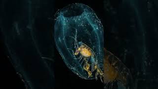 Phronima Sedentaria #shorts #animais #curiosidades #short #animals #shortsyoutube