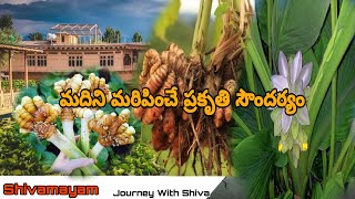 ప్రకృతిలో పచ్చని తోటలలో పల్లె సీమ అందాలు || Shivamayam -Journey With Shiva ||