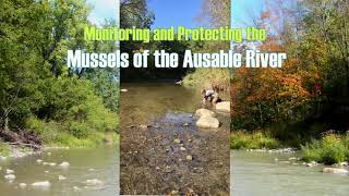 Monitoring and Protecting the Mussels of the Ausable River