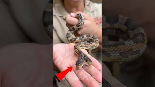 😱Two Headed Snack🐍|ANIMALS WORLD.#ANIMALS WORLD.