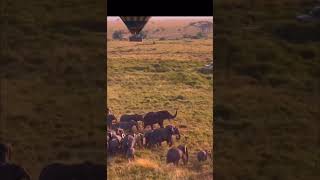 "Unforgettable African Safari: Ride a Hot Air Balloon over Serengeti !"