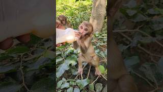 Cute baby drinking milk 🍼🍼🍼🐵🐵🐵#bandar #monkeyvideo #monkey 0571