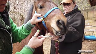 Horse Vet, Jenni Grimmet, Treating A Porcupine Injury