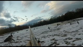 Solo goose hunt "how did I miss?!?"