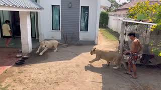 Police examine a lion couple who were spotted on the road in Chonburi