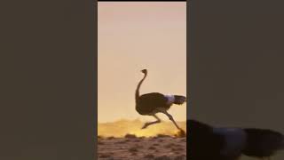 Interested Facts About Ostrich  #animals #creaturesfacts #interestingfacts