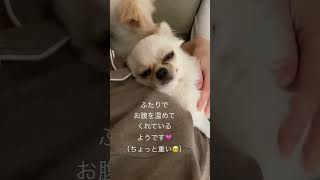 お腹の調子が悪い飼い主。。心配してくれてる？さんまとすだち🐶🤍 #犬 #犬のいる暮らし #チワワ #多頭飼い #癒し