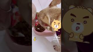 Chọn thức ăn hạt cho thú cưng #pets #pet #thucung #thúcưng #chihuahua #corgi #kenhcuabu