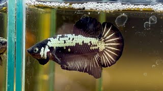 Betta HMPK Black Samurai Cod. 912 - LAMANGROVIA.COM