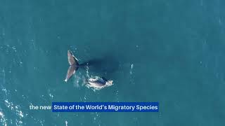 COMING UP SOON: State of the World's Migratory Species Report