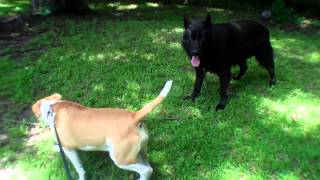 German Shepherd Dog and Pitbull mix assimilation