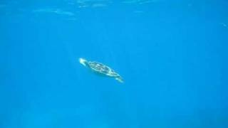 Turtle Takes a Breath II: Snorkeling Great Barrier Reef.AVI