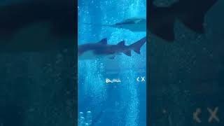 Dubai Mall Aquarium Zoo #shorts