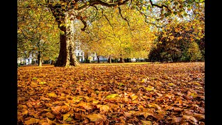 Autumn Colours In England