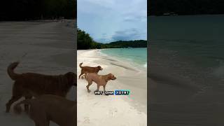 Не смогла их остановить …😱#taiestate #dog #swimming #funny #vlog