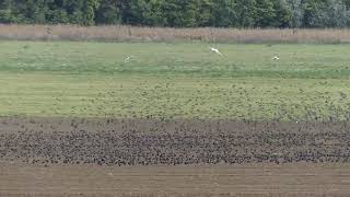 Sturnus vulgaris Linnaeus, 1758 čes. špaček obecný, obrovské hejno špačků z Pavlova na jižní Moravě