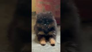 Toypom #ghawarvlogz #viral #toypom #shorts