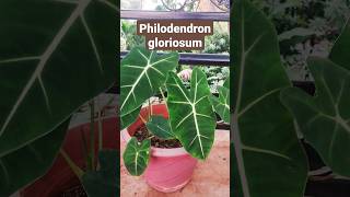 Alocasia frydek - indoor big leaf plant 🌿 #pottedplants #indoorplants #terracegarden