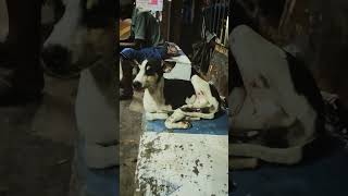 FUNNY VIDEO 😂SPEECHLESS HOPE !! #shortsvideo #dog