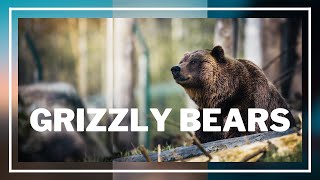 Grizzly Bears - Most iconic and powerful animals