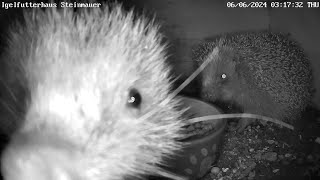 Wenn der Rambo-Igel kommt, flitzen selbst die Mäuse! | 06.06.2024