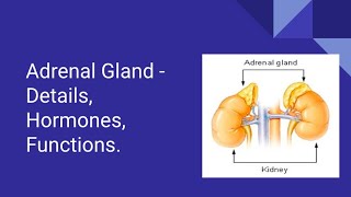 Adrenal Gland (Life Saving Gland) - Definition, Anatomy, Hormones, Functions!!! Hindi !!