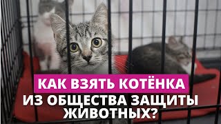 Общество защиты животных объясняет, почему не каждому отдают животных