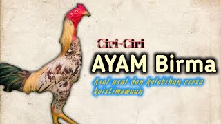 AYAM BIRMA, ASAL USUL CIRI FISIK DAN KELEBIHAN