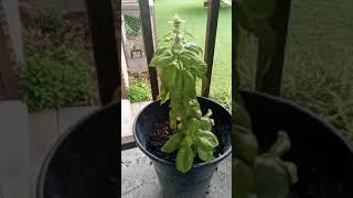 buy fresh vegetables and fruit from the grocery store throw it in the ground