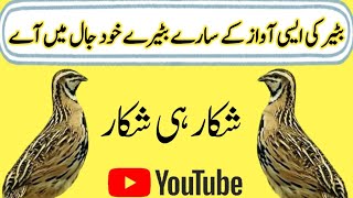 Male & Female Batair ki awaz || Quail male & Female voice || @Bilalbirdsfarming