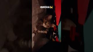 #кошкаФиона🐈🥰🥰🥰