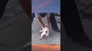 most funny tiktok #entertainment #messi #funny #sadlife #animalsfunny #funny #mostfunnytiktokvideos