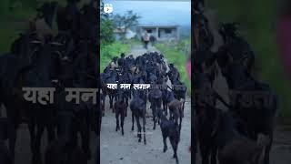 अपना गांव #viral #trending #shortsviral #shorts #nature