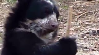 Baby Bear playing with Stick! Cute