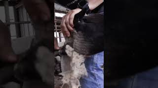 Sheep Shearer