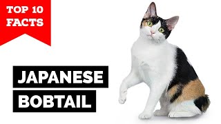 Japanese Bobtail - TOP 10 FACTS (Maneki-neko)