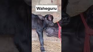 Waheguru #music #punjabi #buffalow  #farming #buffallo #dairyfarm #animals #dairy #youtubeshorts