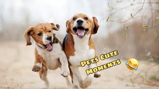 Pets funny moments video compilation#1 | Pets Cute Funny Moments