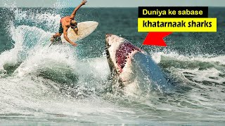 The most dangerous sharks in the World | dangerous sharks | Story Streamerz