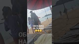 #обезьяна #животные #забавныеживотные #забавноевидео #прикол #приколы #ржач #юмор #мояжизнь #топчик