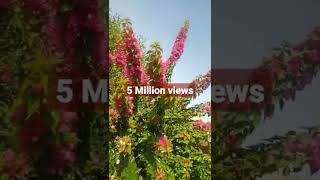 Bougainvillea lovers must watch