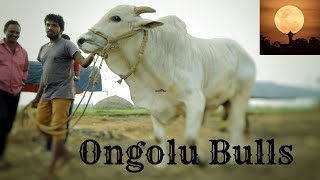 ongolu bulls|| #ongolebulls #ongole #bull #bullrace