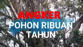 Angker Pohon umur sudah RIBUAN TAHUN dan sangat besar sekali akarnya sampai ke atas