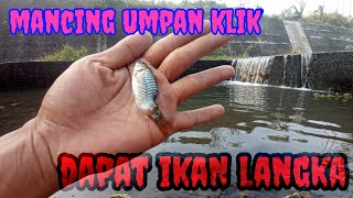 momen mancing dapat ikan wader langka #mancing  #wadermaniaindonesia