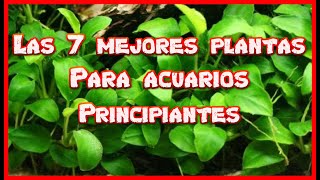 LAS 7 MEJORES PLANTAS PARA ACUARIOS PRINCIPIANTES