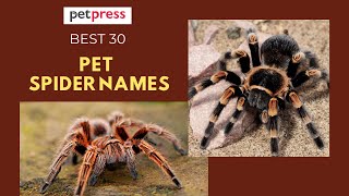 30 Pet Spider Names - Perfect Name for Your Pet Spider 🕷️ | PetPress