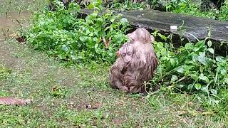 Both Young Pigtail Just Sit on Heavy Rain on Green Grass  on Oct18,2024.G-Maz.2261.Ambers