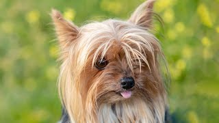 Weight Management for Yorkies How to Prevent Obesity in Your Furry Friend