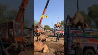 Camel loading 😱😱 #camel #goat #youtubeshorts #youtubevideos #animals #youtube #shorts