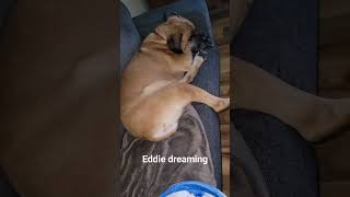 Eddie dreaming